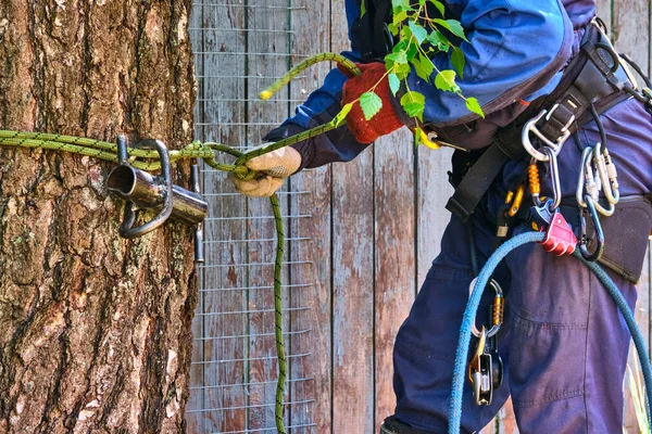 the climber attaches the safety system around the tree trunk
