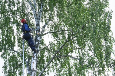 Rusya 2020. Elektrikli testereyle ağaç kesen bir ağaççı.