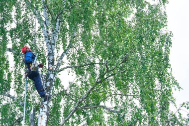 Rusya 2020. Elektrikli testereyle ağaç kesen bir ağaççı.