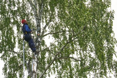 Rusya 2020. Elektrikli testereyle ağaç kesen bir ağaççı.