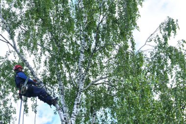 Rusya 2020. Elektrikli testereyle ağaç kesen bir ağaççı.