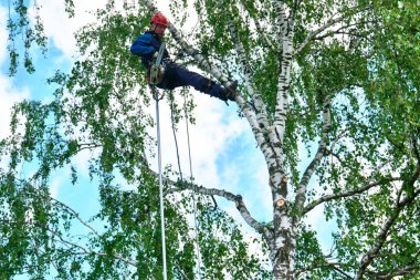 Rusya 2020. Elektrikli testereyle ağaç kesen bir ağaççı.