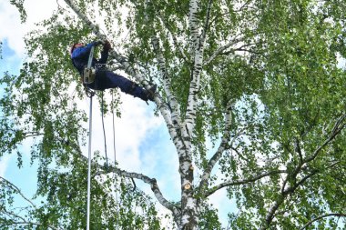 Rusya 2020. Elektrikli testereyle ağaç kesen bir ağaççı.