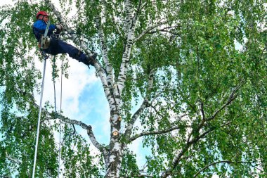 Rusya 2020. Elektrikli testereyle ağaç kesen bir ağaççı.