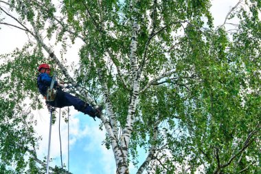 Rusya 2020. Elektrikli testereyle ağaç kesen bir ağaççı.