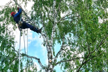 Rusya 2020. Elektrikli testereyle ağaç kesen bir ağaççı.