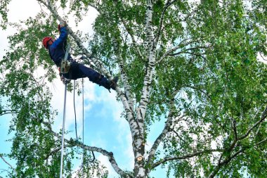 Rusya 2020. Elektrikli testereyle ağaç kesen bir ağaççı.