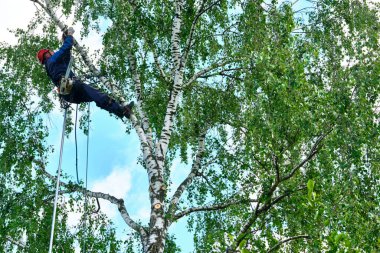 Rusya 2020. Elektrikli testereyle ağaç kesen bir ağaççı.