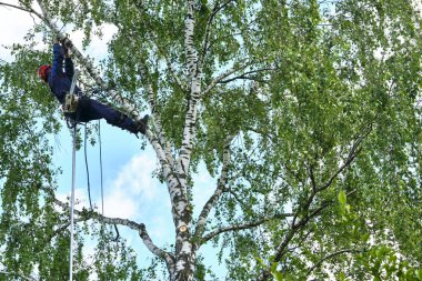 Rusya 2020. Elektrikli testereyle ağaç kesen bir ağaççı.