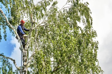 Rusya 2020. Elektrikli testereyle ağaç kesen bir ağaççı.
