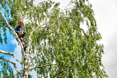 Rusya 2020. Elektrikli testereyle ağaç kesen bir ağaççı.