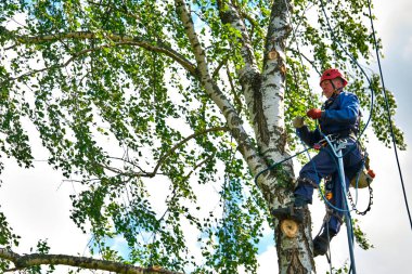 Rusya 2020. Elektrikli testereyle ağaç kesen bir ağaççı.