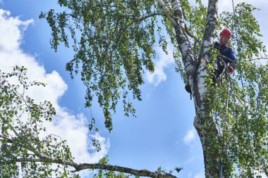 Rusya 2020. Elektrikli testereyle ağaç kesen bir ağaççı.