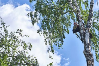 Rusya 2020. Elektrikli testereyle ağaç kesen bir ağaççı.