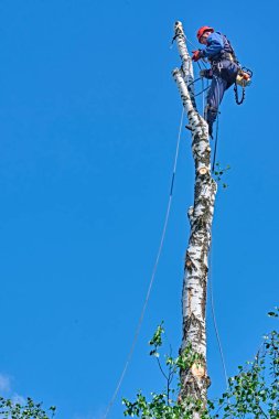 Rusya 2020. Elektrikli testereyle ağaç kesen bir ağaççı.