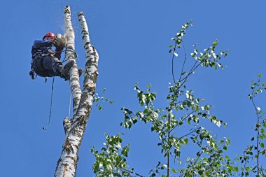Rusya 2020. Elektrikli testereyle ağaç kesen bir ağaççı.