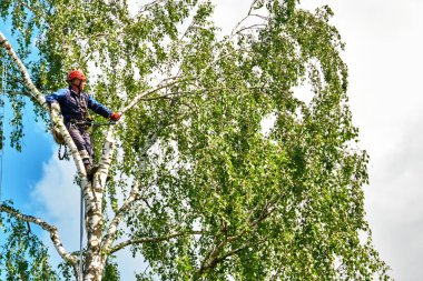 Rusya 2020. Elektrikli testereyle ağaç kesen bir ağaççı.