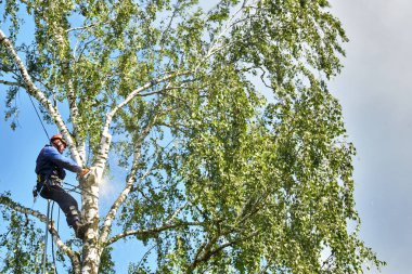 Rusya 2020. Elektrikli testereyle ağaç kesen bir ağaççı.