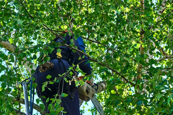 Russia 2020 Arborist Cutting Tree Chainsaw — Stock Photo, Image