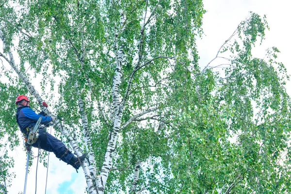 Rusya 2020. Elektrikli testereyle ağaç kesen bir ağaççı.