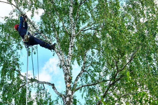 Rusia 2020 Arborista Cortando Árbol Con Una Motosierra — Foto de Stock