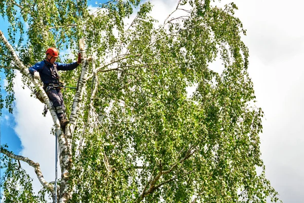 Rusya 2020. Elektrikli testereyle ağaç kesen bir ağaççı.