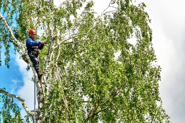 Rusia 2020 Arborista Cortando Árbol Con Una Motosierra — Foto de Stock