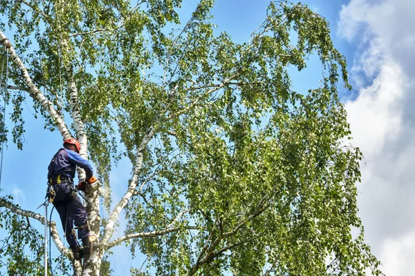 俄罗斯2020年 一个用链锯砍树的植物学家 — 图库照片
