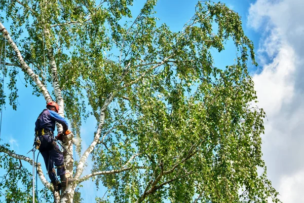 Rússia 2020 Arborista Cortando Uma Árvore Com Uma Motosserra — Fotografia de Stock