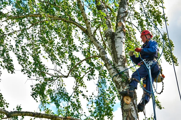 Rusia 2020 Arborista Cortando Árbol Con Una Motosierra — Foto de Stock