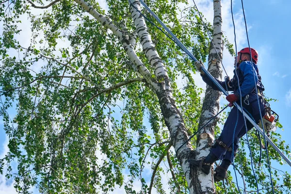 Rusia 2020 Arborista Cortando Árbol Con Una Motosierra — Foto de Stock