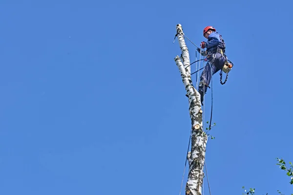 Rusia 2020 Arborista Cortando Árbol Con Una Motosierra — Foto de Stock