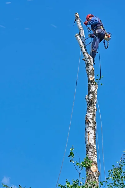 Rusia 2020 Arborista Cortando Árbol Con Una Motosierra — Foto de Stock