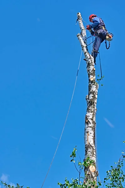 Rusia 2020 Arborista Cortando Árbol Con Una Motosierra — Foto de Stock