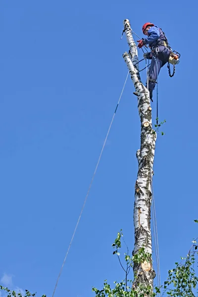 Rusia 2020 Arborista Cortando Árbol Con Una Motosierra — Foto de Stock