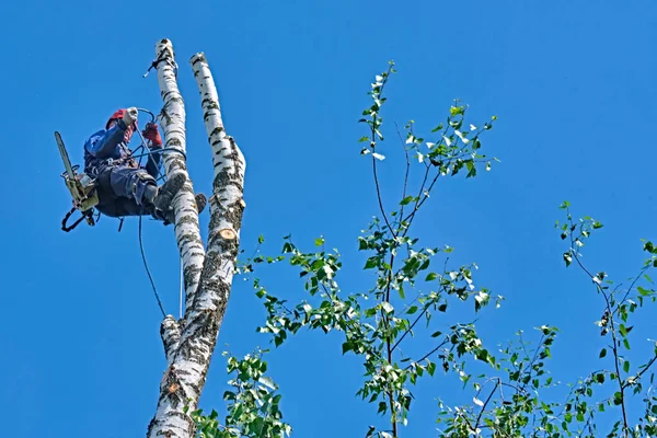 Rusia 2020 Arborista Cortando Árbol Con Una Motosierra — Foto de Stock