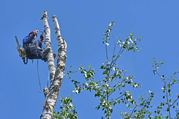 Ρωσία 2020 Ένας Δενδροκόμος Κόβει Ένα Δέντρο Αλυσοπρίονο — Φωτογραφία Αρχείου