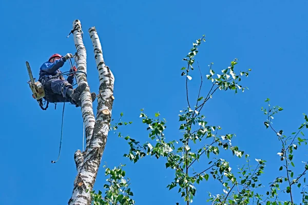 Rusia 2020 Arborista Cortando Árbol Con Una Motosierra — Foto de Stock