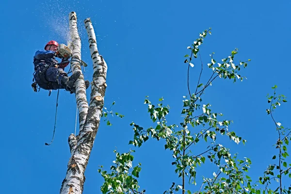 Rusia 2020 Arborista Cortando Árbol Con Una Motosierra — Foto de Stock