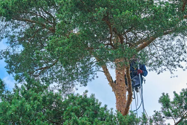 Rusia 2020 Arborista Cortando Árbol Con Una Motosierra — Foto de Stock