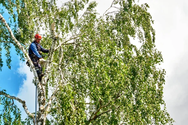 Rusia 2020 Arborista Cortando Árbol Con Una Motosierra Fotos de stock libres de derechos