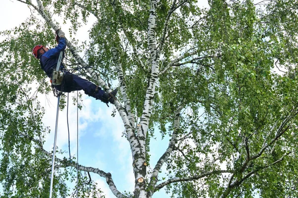 Rusia 2020 Arborista Cortando Árbol Con Una Motosierra Imagen de stock