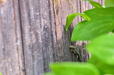 Yaprakların gölgesinde oturan dişi yeşil kertenkele.