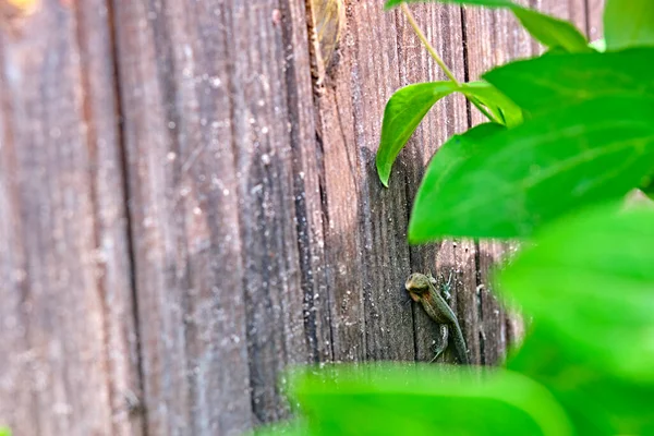 Lézard Vert Femelle Assis Ombre Des Feuilles — Photo