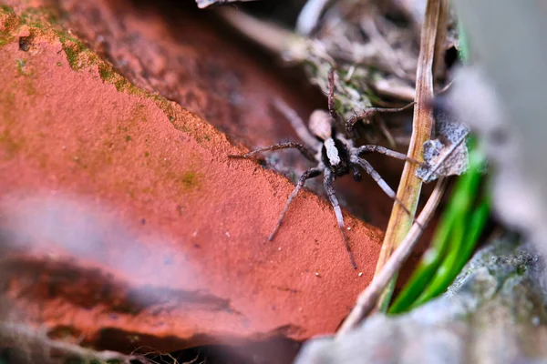 Aranha Fêmea Senta Tijolo — Fotografia de Stock
