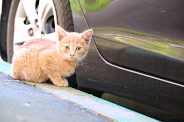 Sokakta başıboş, evsiz kedi yavrusu. Hayvanlar, hayvanlar, evcil hayvanlar konsepti.