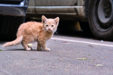 Sokakta başıboş, evsiz kedi yavrusu. Hayvanlar, hayvanlar, evcil hayvanlar konsepti.