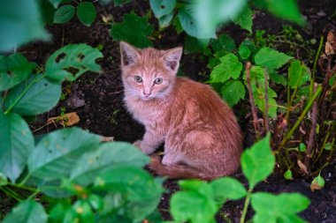 Sokakta başıboş, evsiz kedi yavrusu. Hayvanlar, hayvanlar, evcil hayvanlar konsepti.