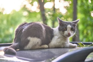 Kedi evin bahçesindeki bir arabanın kaputunda yatıyor.