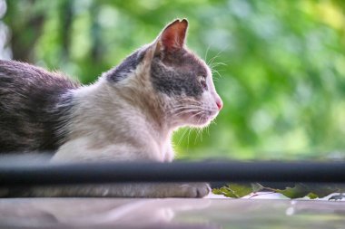 Kedi evin bahçesindeki bir arabanın kaputunda yatıyor.